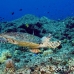turtle_green_er_h_0705_png1084.jpg